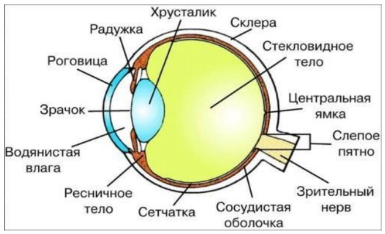 Изображение выглядит как диаграмма, снимок экрана, текст, круг Содержимое, созданное искусственным интеллектом, может быть неверным.